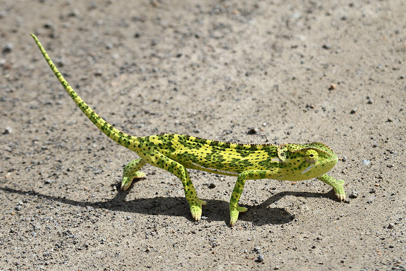 Chameleon by Mick Dryden