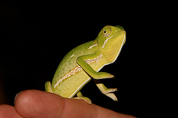 Chameleon by Mick Dryden