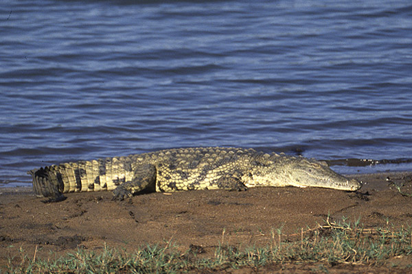 Nile Crocodile by Mick Dryden