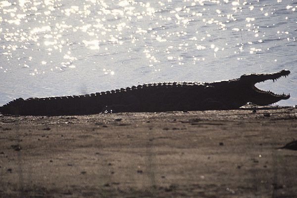 Nile Crocodile by Mick Dryden