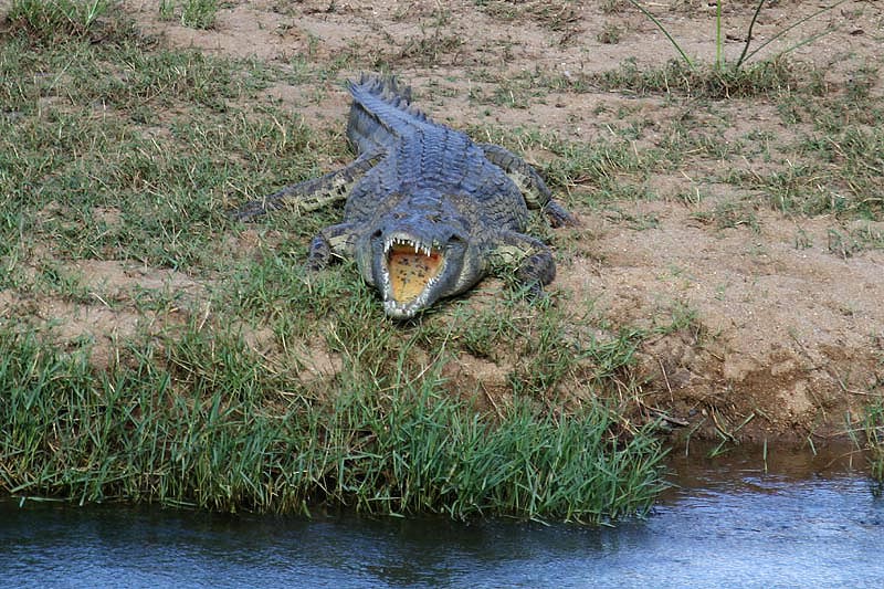 Nile Crocodile by Mick Dryden