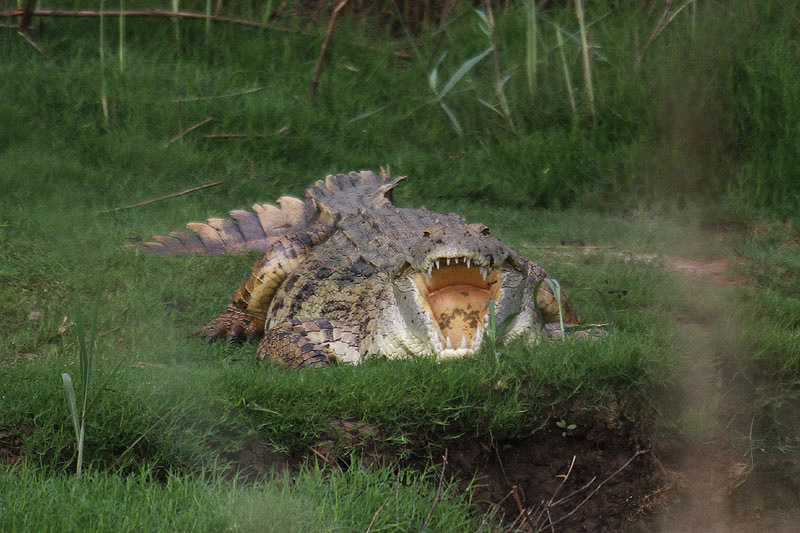 Nile Crocodile by Mick Dryden