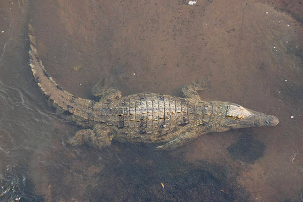 Nile Crocodile by Mick Dryden