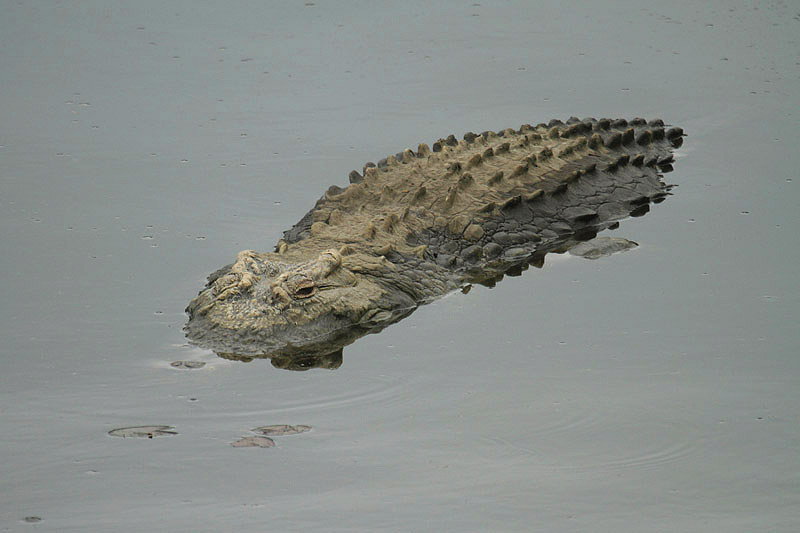 Nile Crocodile by Mick Dryden