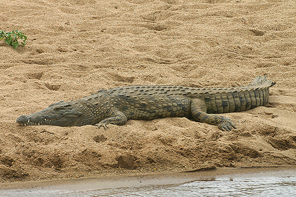 Nile Crocodile by Mick Dryden