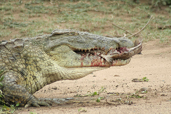 Nile Crocodile by Mick Dryden