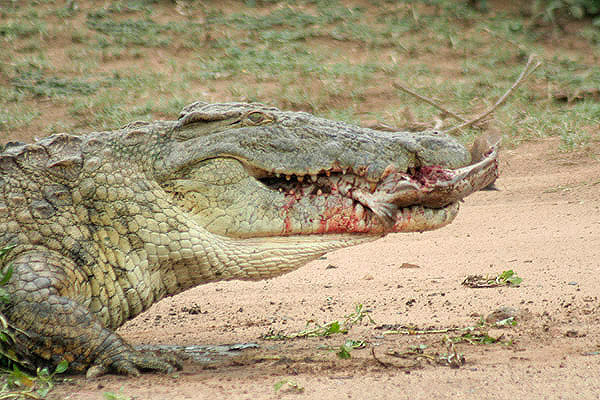 Nile Crocodile by Mick Dryden