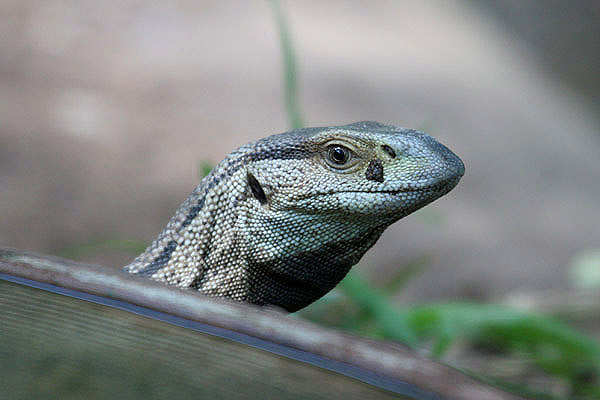 Monitor Lizard by Mick Dryden