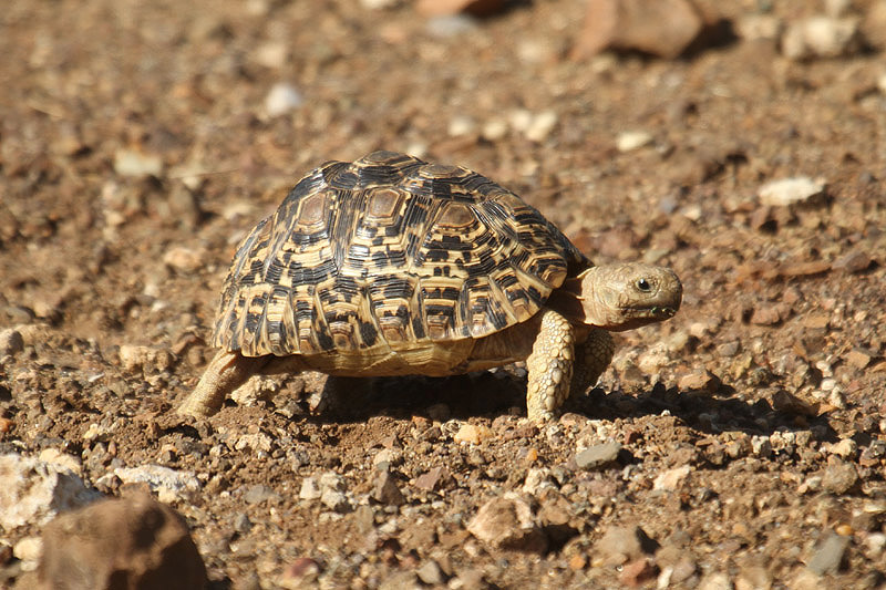 Leopard Tortoise by Mick Dryden