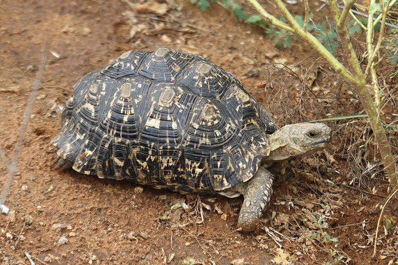 Leopard Tortoise by Mick Dryden