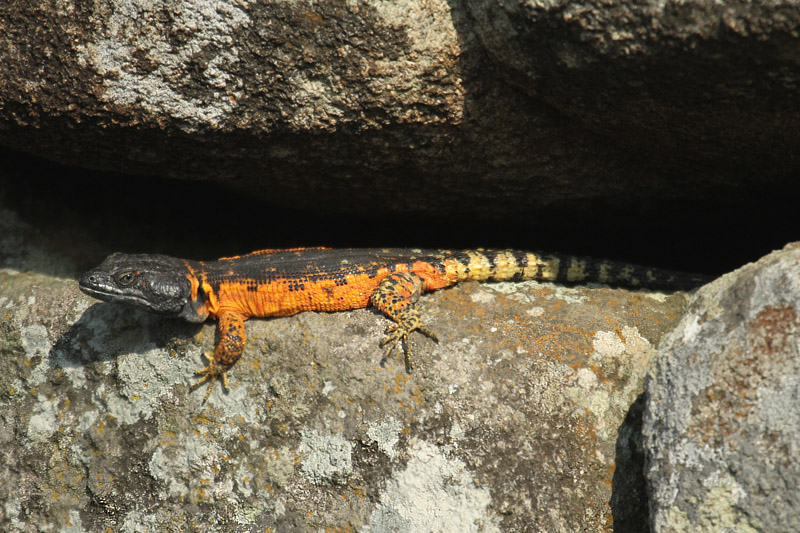 Lizard sp by Mick Dryden