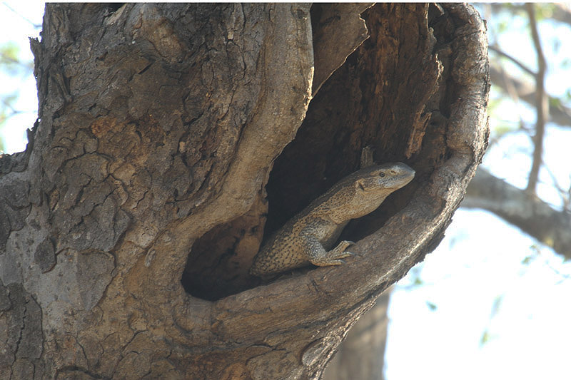 Rock Monitor by Mick Dryden