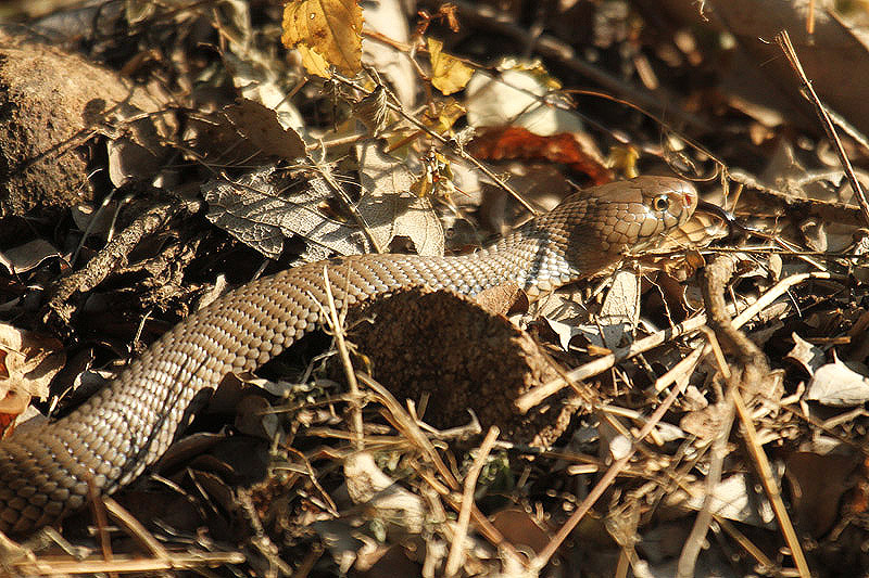 Mozambique Spitting Cobra by Mick Dryden