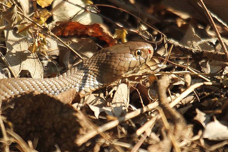 Mozambique Spitting Cobra by Mick Dryden