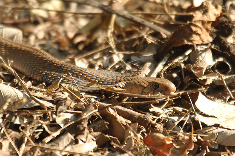 Mozambique Spitting Cobra by Mick Dryden