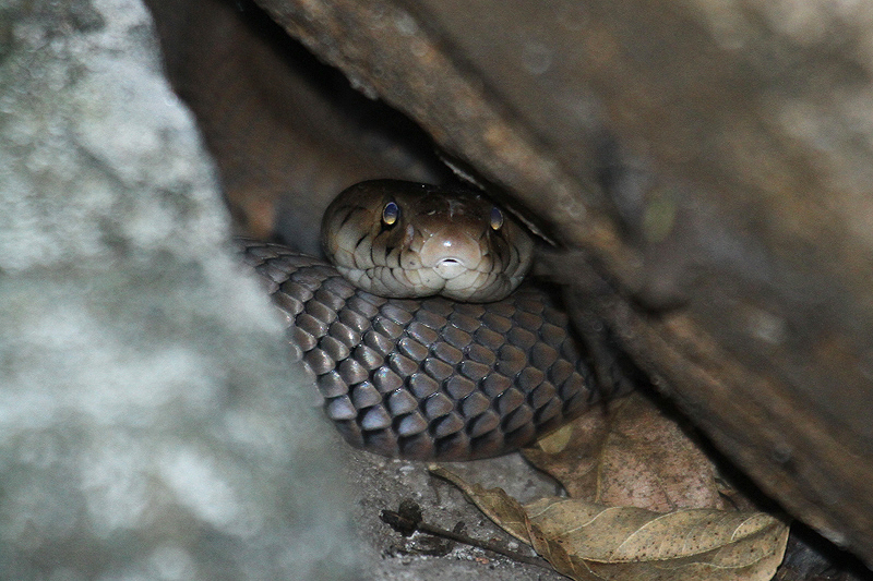 Mozambique Spitting Cobra by Mick Dryden