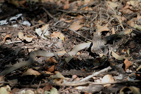 Mozambique Spitting Cobra by Mick Dryden