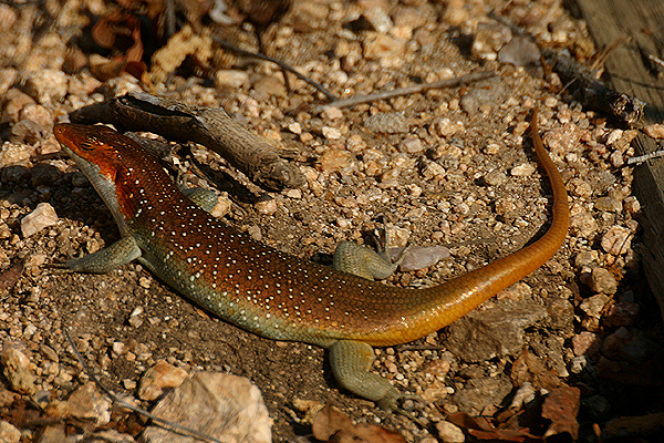 Rainbow Skink by Mick Dryden