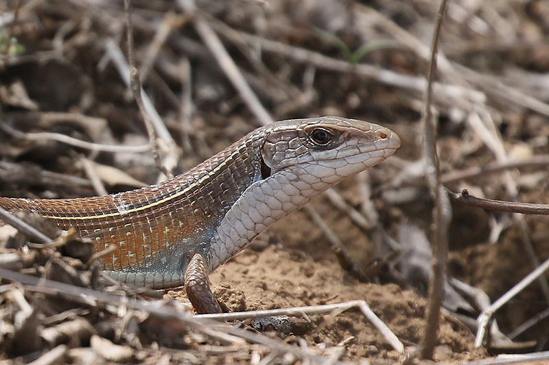 Plated Lizard by Mick Dryden