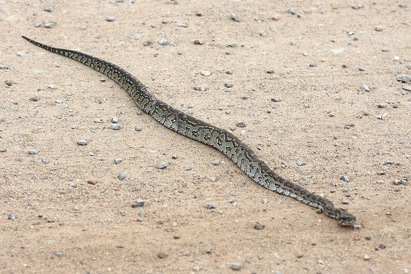 Puff Adder by Mick Dryden
