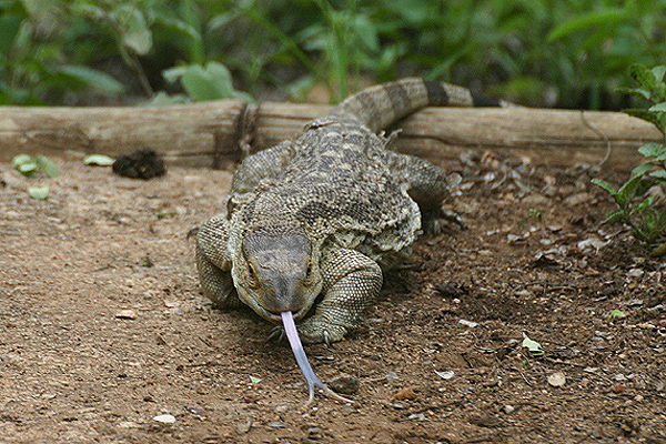 Rock Monitor by Mick Dryden