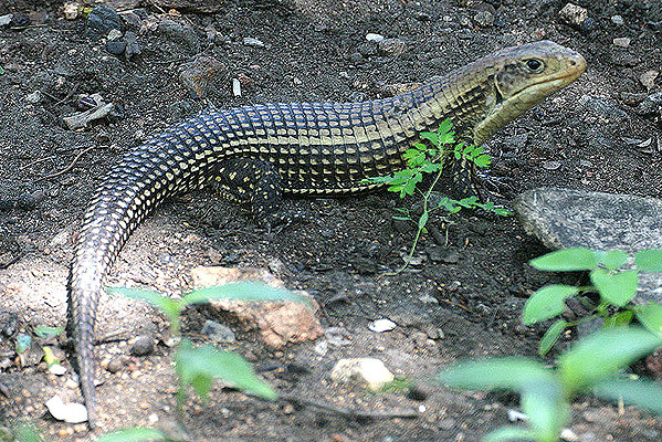 Rough-scaled Plated Lizard by Mick Dryden