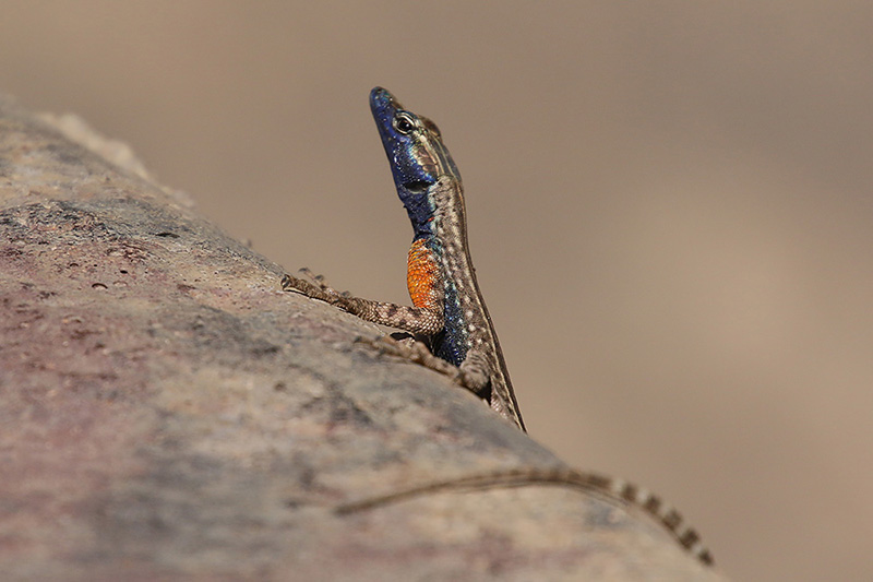 Lizard by Mick Dryden
