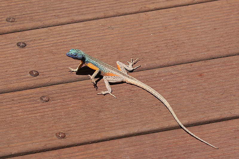 Lizard by Mick Dryden