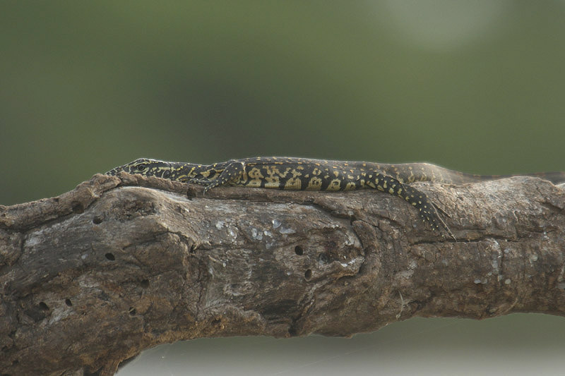 Water Monitor by Mick Dryden