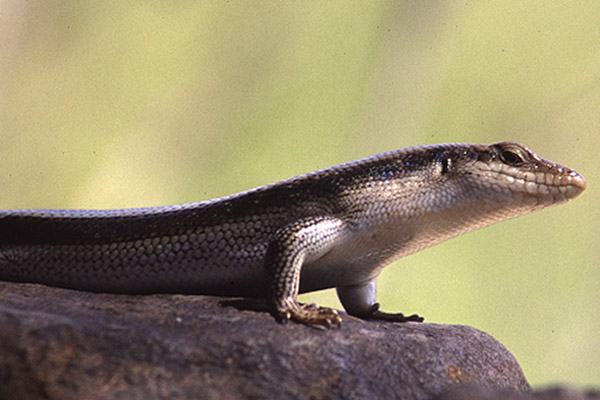 Skink by Mick Dryden