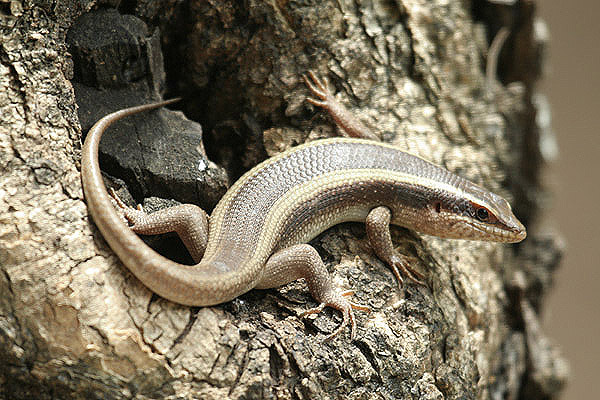 Skink by Mick Dryden