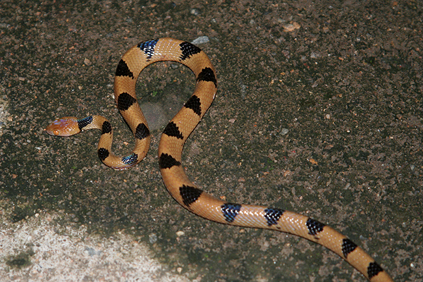 Tiger Snake by Mick Dryden