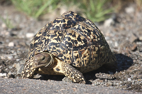 Leopard Tortoise by Mick Dryden