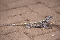 Tree Agama by Mick Dryden