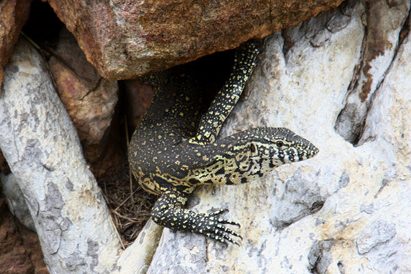 Water Monitor by Mick Dryden