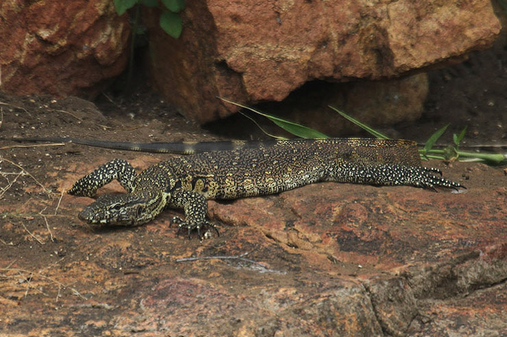 Water Monitor by Mick Dryden