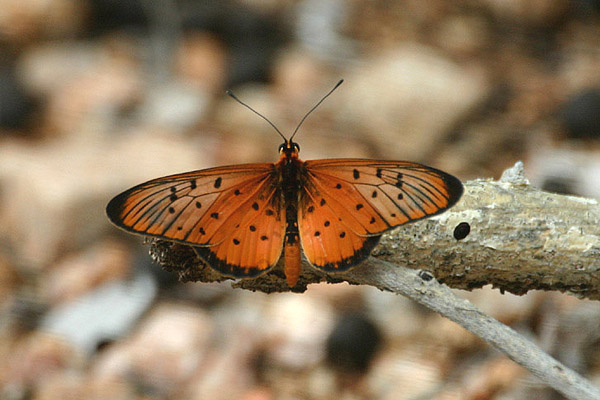 Acraea by Mick Dryden