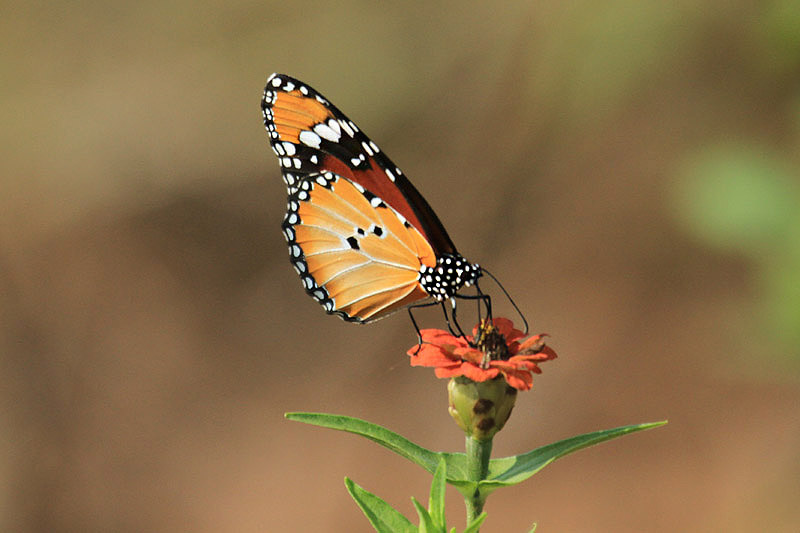 African Monarch by Mick Dryden