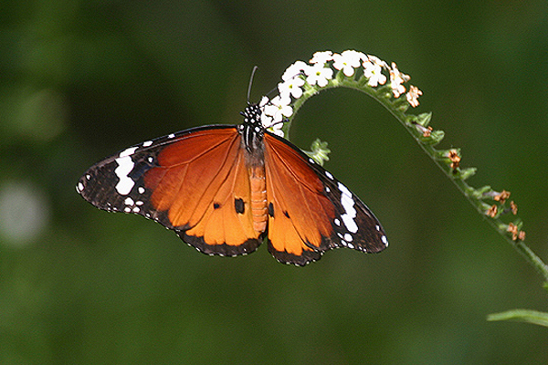 African Monarch by Mick Dryden