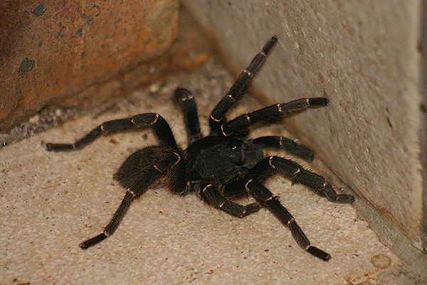 Baboon Spider by Mick Dryden