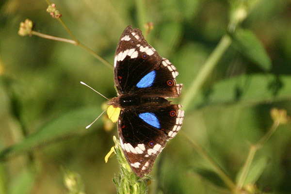 Blue Pansy by Mick Dryden