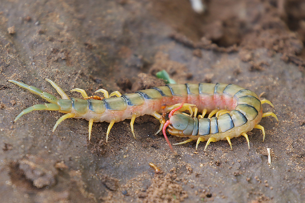 Centipede  by Mick Dryden