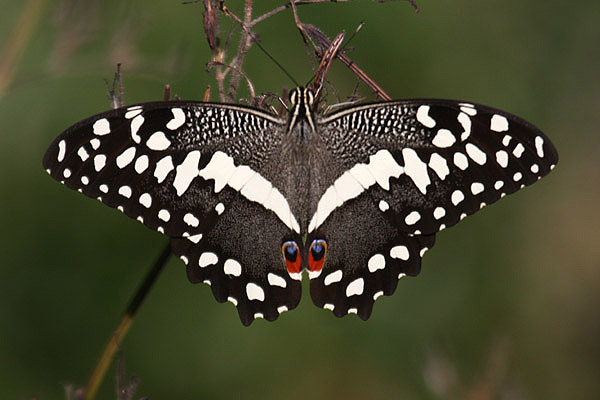 Citrus Swallowtail by Mick Dryden
