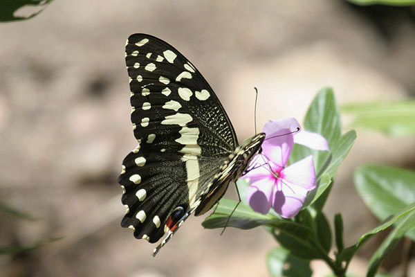 Citrus Swallowtail by Mick Dryden