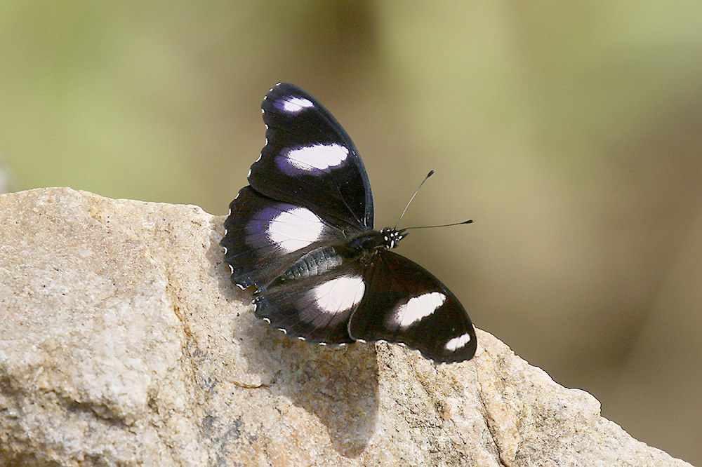 Diadem by Mick Dryden