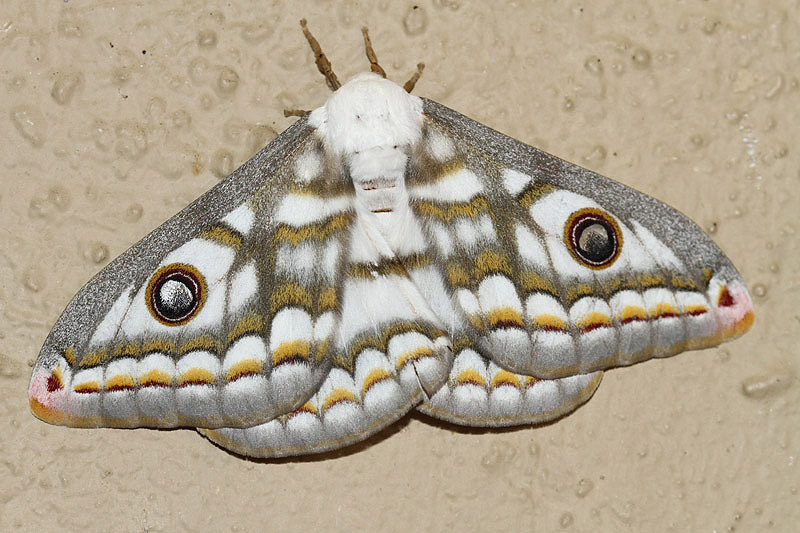 Emperor Moth by Mick Dryden