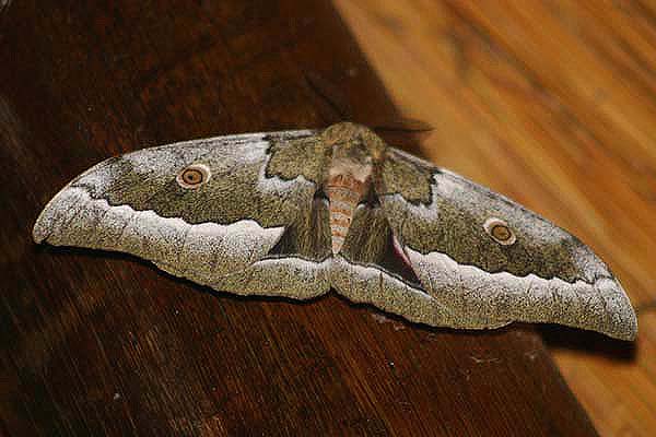 Emperor Moth by Mick Dryden