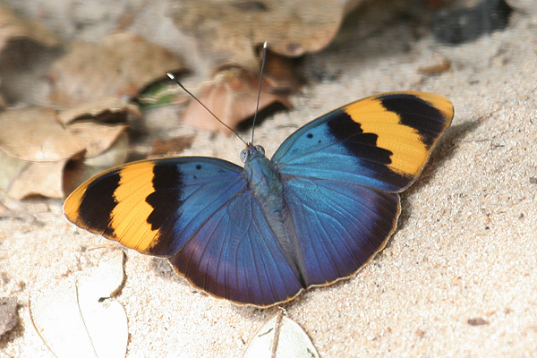 Gold-banded Forrester by Mick Dryden