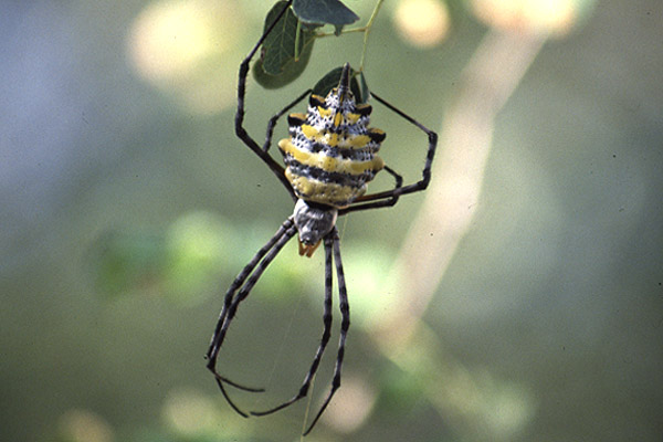 Orb spider by Mick Dryden