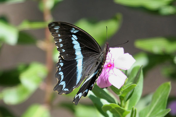 Green-banded Swallowtail by Mick Dryden